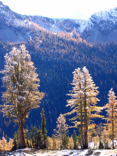 The upper foliage of these trees was still frosted, but it was melting fast.